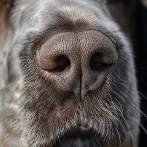 French Spaniel — nose