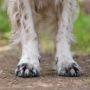French Spaniel — paws