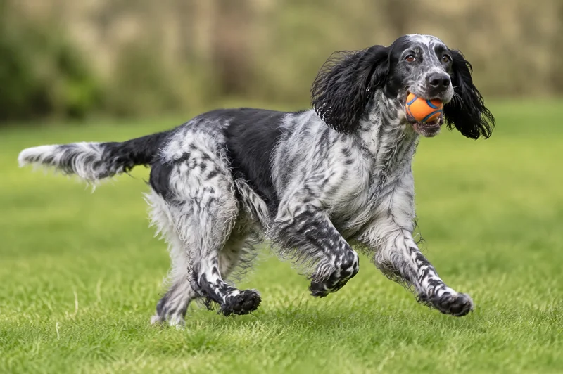 French Spaniel — playing
