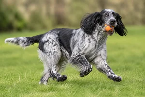 French Spaniel — playing