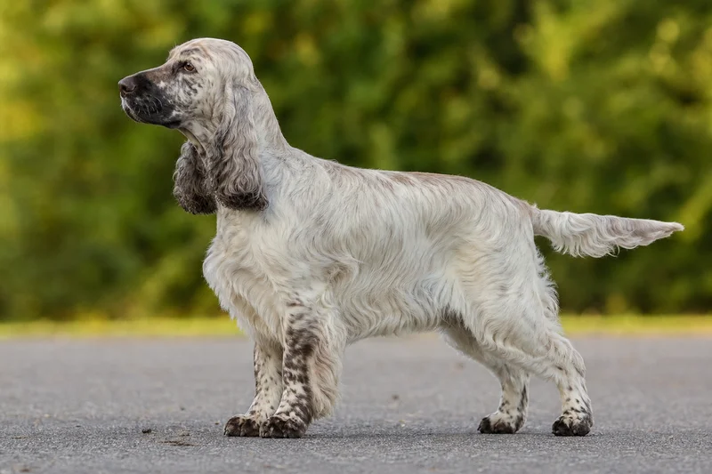 French Spaniel — side