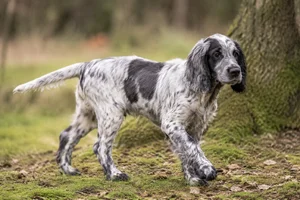 French Spaniel — puppy (~4 mo)
