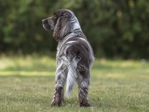 French Spaniel — rear