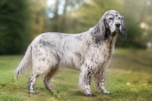 French Spaniel — senior