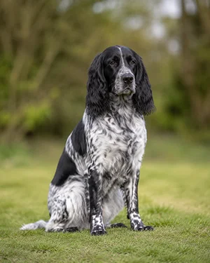 French Spaniel — sitting