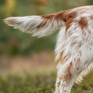 French Spaniel — tail
