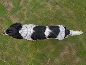 French Spaniel — top