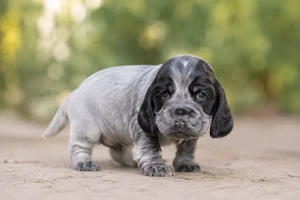 French Spaniel — young puppy (~1 mo)