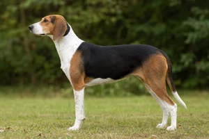 French Tricolour Hound — Tricolor coat coat