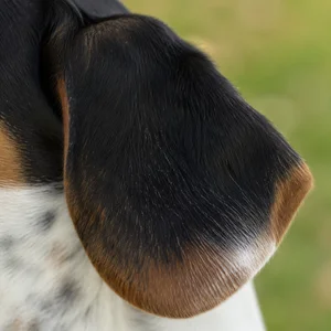 French Tricolour Hound — ears