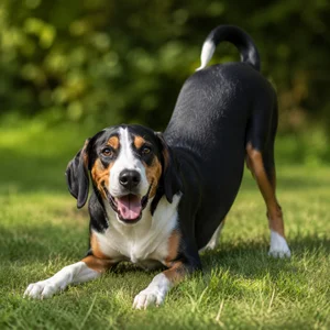 French Tricolour Hound — playful