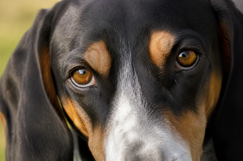 French Tricolour Hound — eyes
