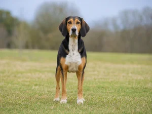 French Tricolour Hound — front