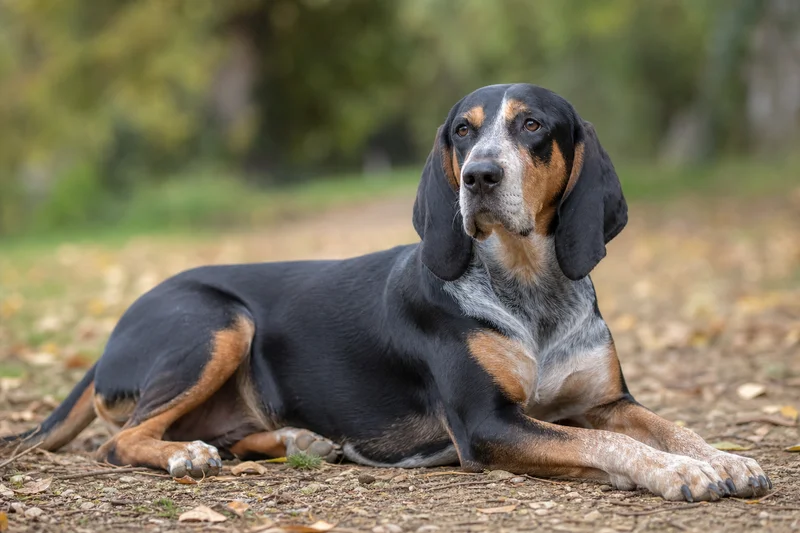 French Tricolour Hound — lying down