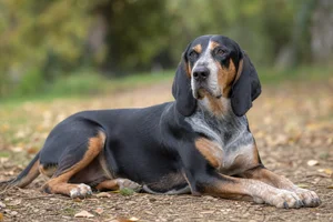 French Tricolour Hound — lying down