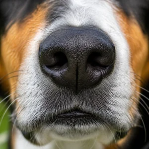 French Tricolour Hound — nose