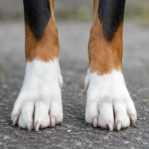 French Tricolour Hound — paws