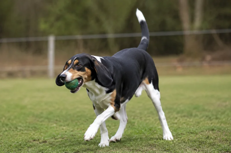 French Tricolour Hound — playing