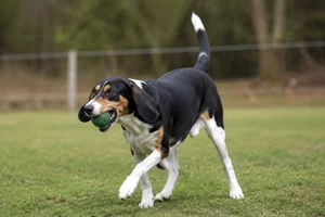 French Tricolour Hound — playing