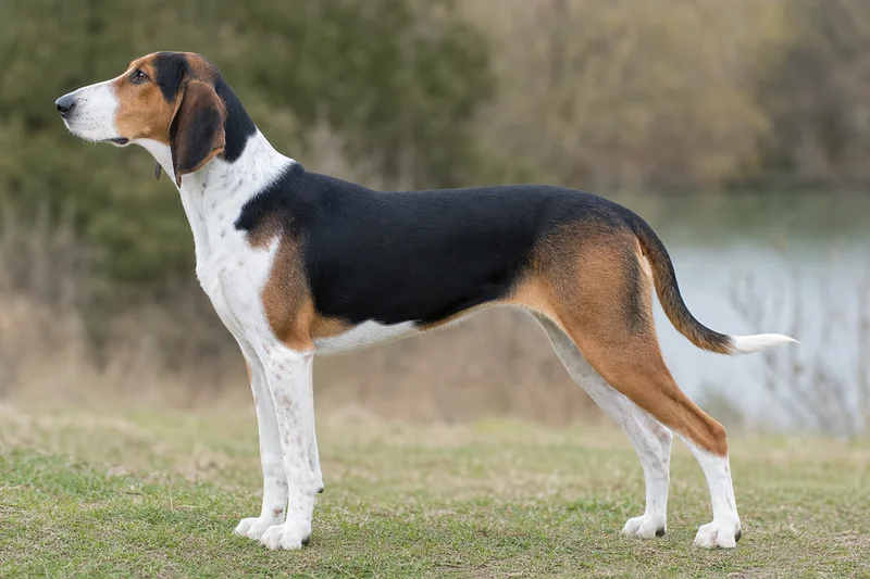 French Tricolour Hound — side