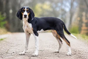 French Tricolour Hound — puppy (~4 mo)