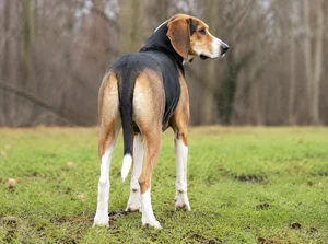 French Tricolour Hound — rear