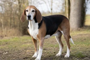 French Tricolour Hound — senior