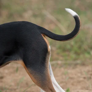 French Tricolour Hound — tail