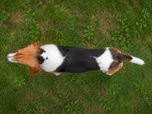 French Tricolour Hound — top