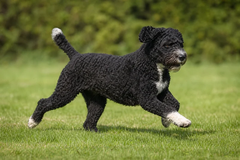 French Water Dog — running