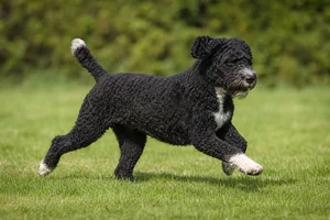 French Water Dog — running