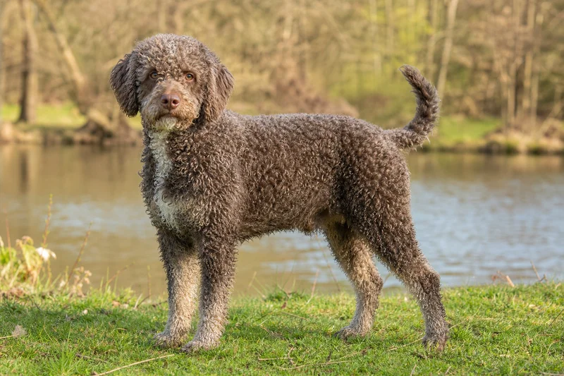 French Water Dog — adult