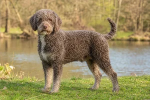 French Water Dog — adult
