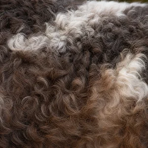 French Water Dog — coat texture