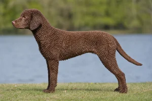 French Water Dog — Brown coat