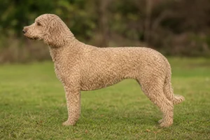 French Water Dog — Fawn coat