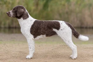 French Water Dog — Parti-color coat