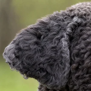 French Water Dog — ears