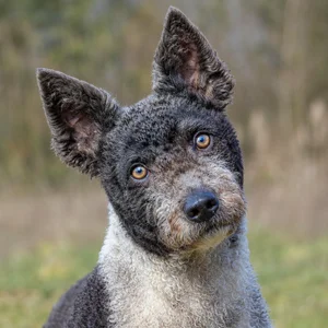 French Water Dog — alert