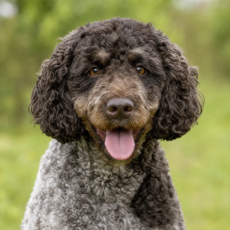 French Water Dog — happy