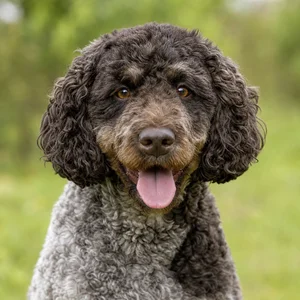 French Water Dog — happy
