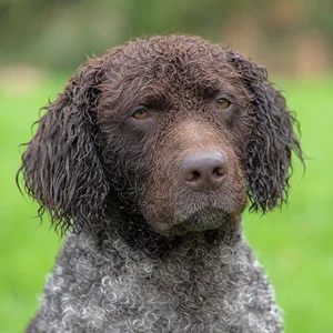 French Water Dog — relaxed