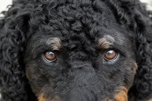 French Water Dog — eyes
