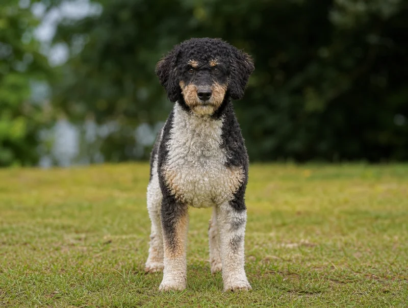 French Water Dog — front