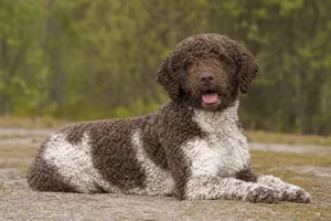 French Water Dog — lying down