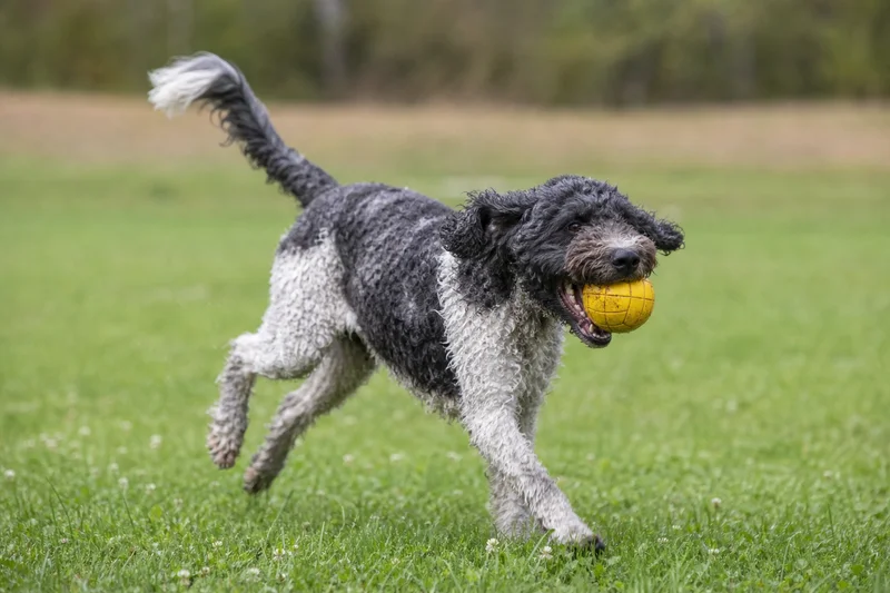 French Water Dog — playing