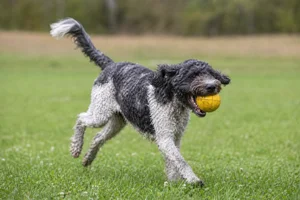 French Water Dog — playing