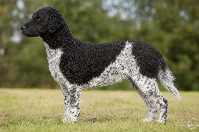 French Water Dog — side