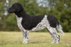 French Water Dog dog