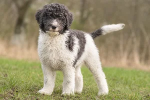 French Water Dog — puppy (~4 mo)